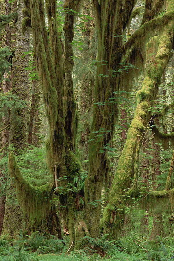 Temperate Rainforest, Queets River Photograph by Gerry Ellis