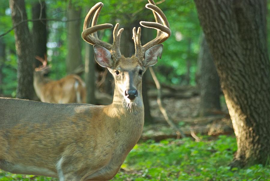 Ten Point Beauty_9541_4376 Photograph by Michael Peychich