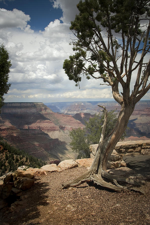 Grand Canyon National Park Photograph - Tenacity by Cindy Rubin