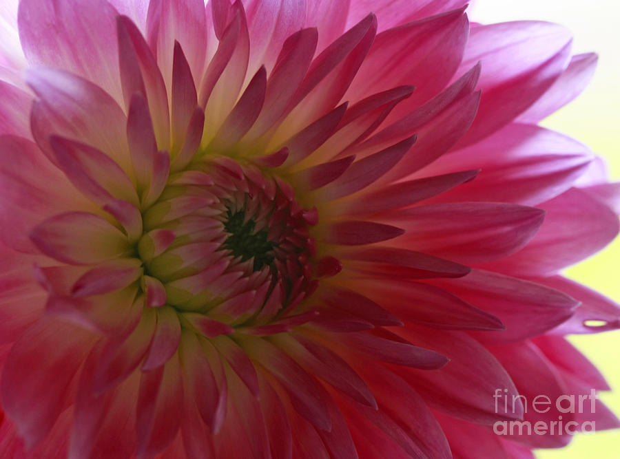 Fall Photograph - Tender Moments   Soft Pink Dahlia by Inspired Nature Photography Fine Art Photography