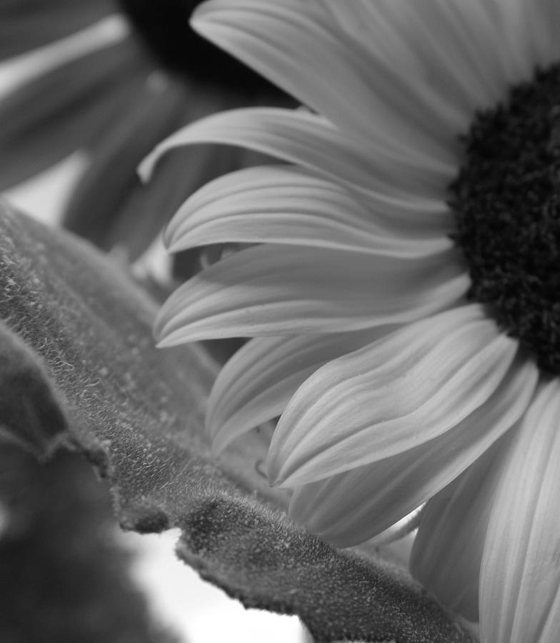 Black And White Photograph - Tenderly bw by Elizabeth Sullivan