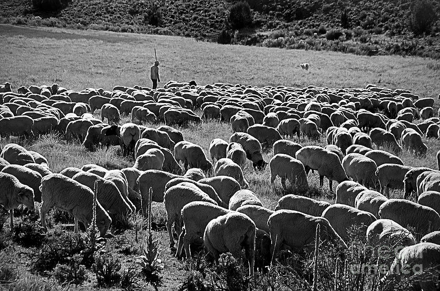 Tending The Sheep Photograph by Norma Warden