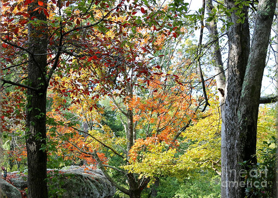 Tennessee Autumn Photograph by Carol Groenen