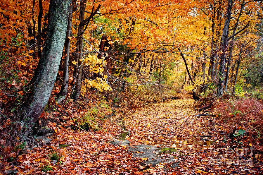 Fall Photograph - Tennessee Autumn by Cheryl Davis