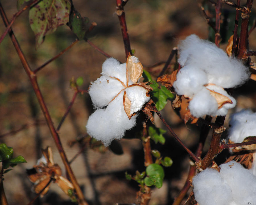 Tennessee Cotton I Photograph by Jai Johnson