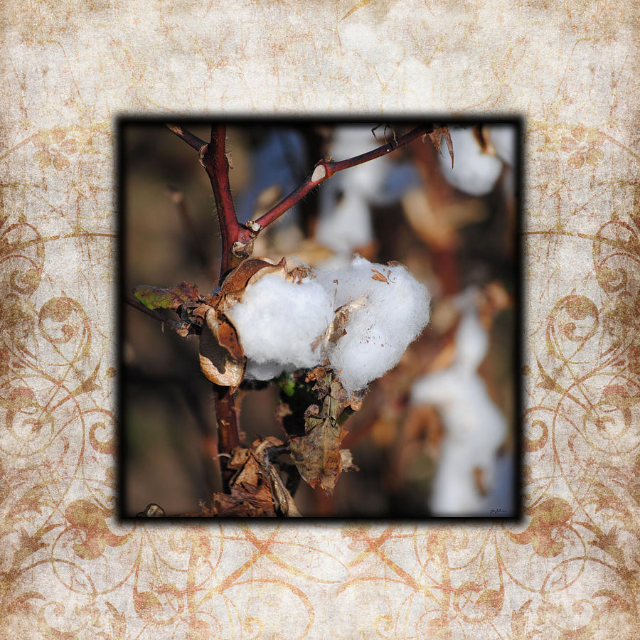 Tennessee Cotton I Photo Square Photograph by Jai Johnson