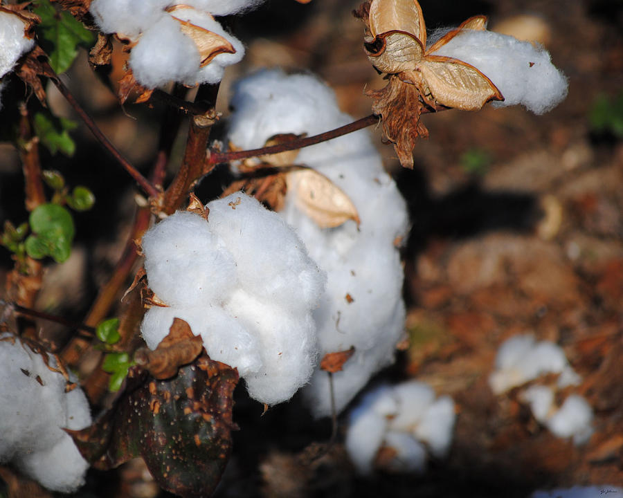 Tennessee Cotton II Photograph by Jai Johnson