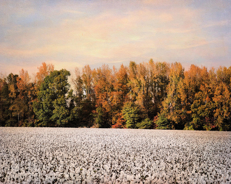 Tennessee Cotton Photograph by Jai Johnson