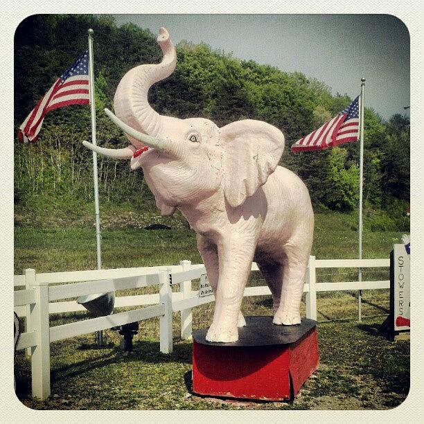 Truckstop Photograph - Tennessee Truckstop Pink Elephant by Melissa Lutes