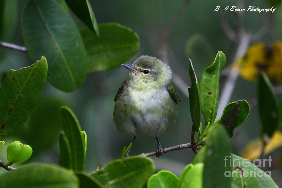 Tennessee Warbler Photograph by Barbara Bowen