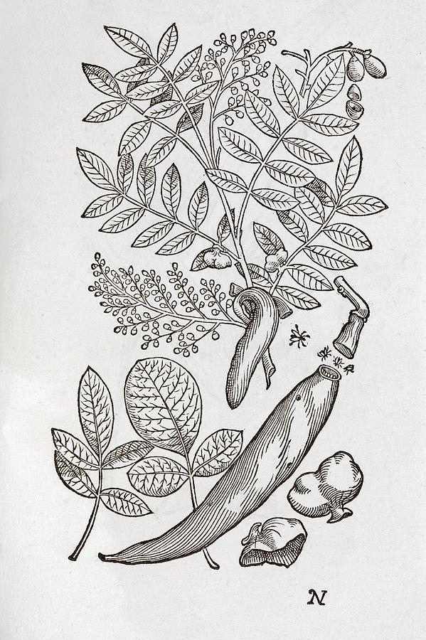Nature Photograph - Terebinth Plant, 16th Century by Middle Temple Library