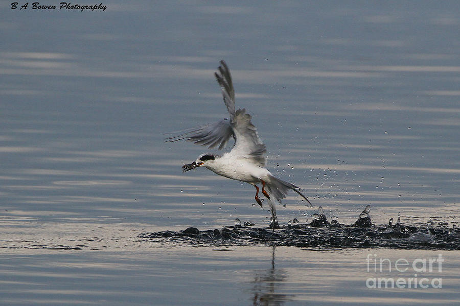Tern emerging with fish Photograph by Barbara Bowen