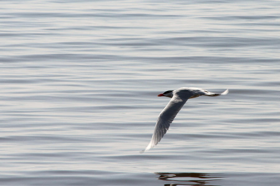Tern Flyby Photograph by Mark J Seefeldt