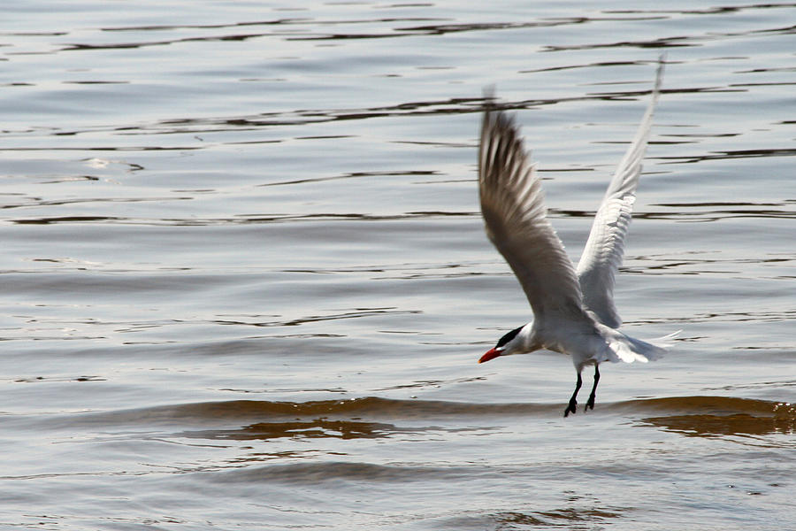 Tern Landing Photograph by Mark J Seefeldt