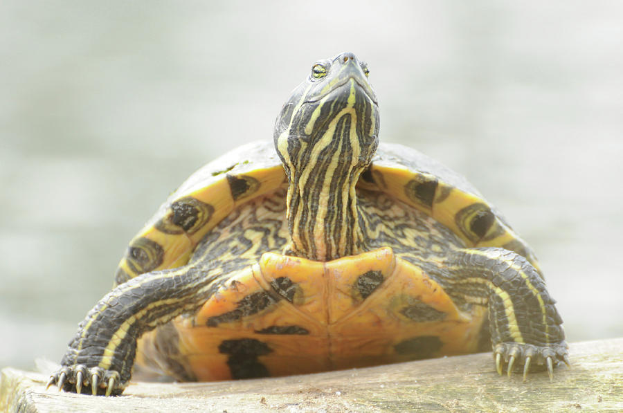 Terrapin Turtle In Sunshine Photograph by Darren Moston