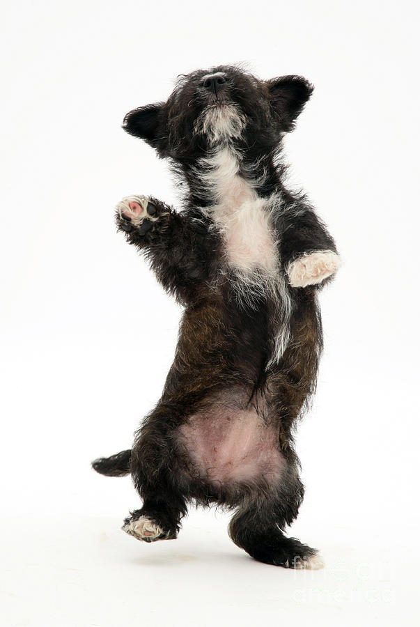 Terrier Pup Dancing Photograph by Jane Burton