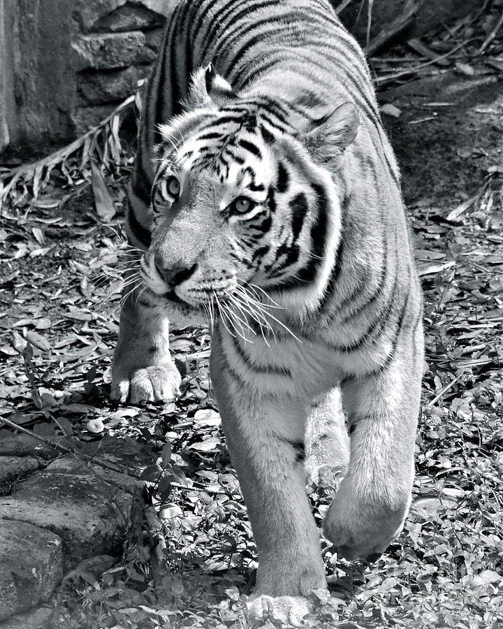 Terrific Tiger Photograph by Carol  Bradley