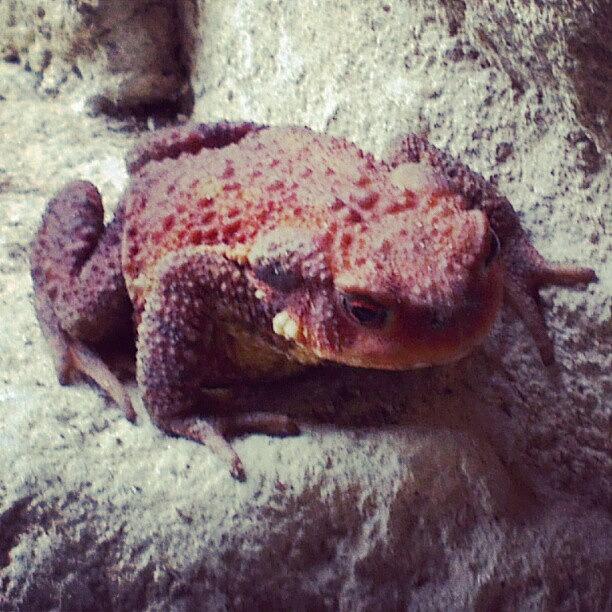 Terry The Toad! Photograph by Megan Walker
