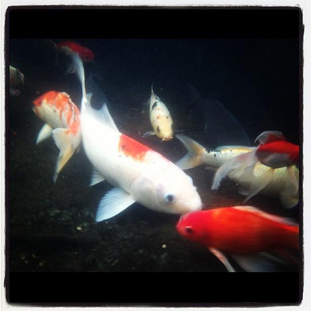 Fish Photograph - Test My #iphone 4s #underwater #case by Rudi Gunawan