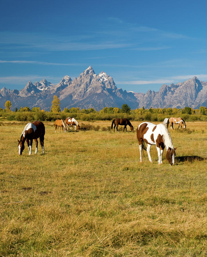 Teton Horses Photograph by Steve Stuller