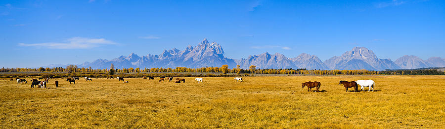 Tetons and Horses Panorama Photograph by Greg Norrell