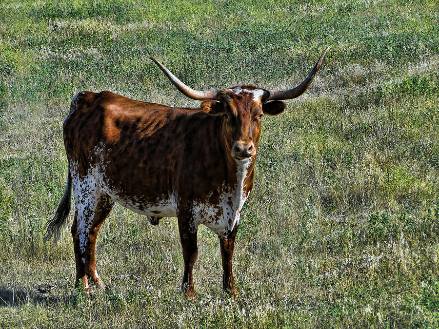 Texa Longhorn Photograph by Alan Hutchins - Fine Art America