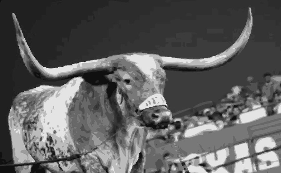 Austin Photograph - Texas Bevo BW15 by Scott Kelley