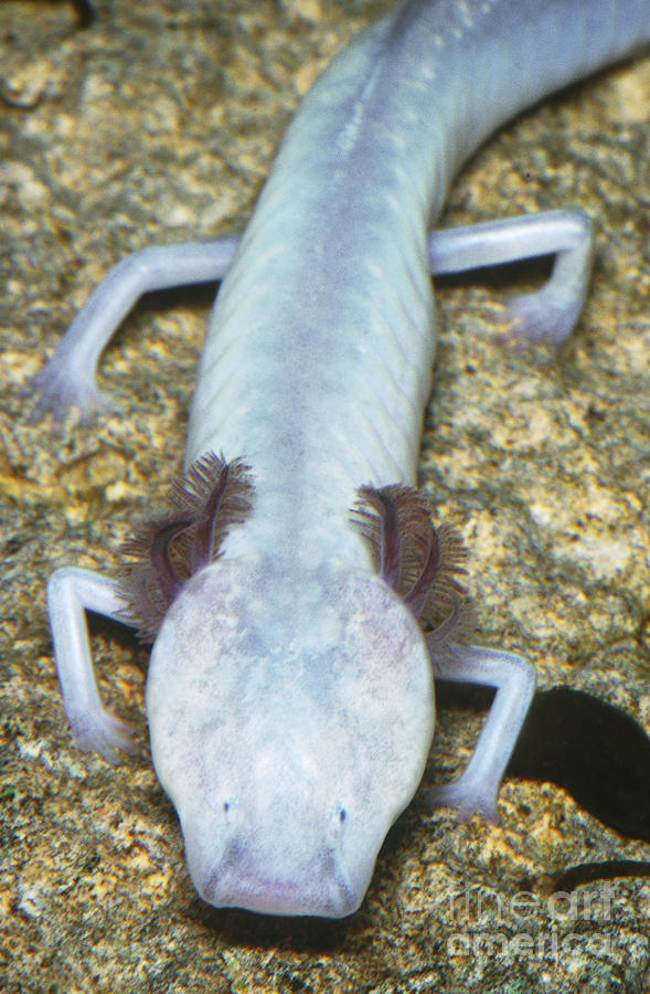 Texas Blind Cave Salamander Photograph by Dante Fenolio