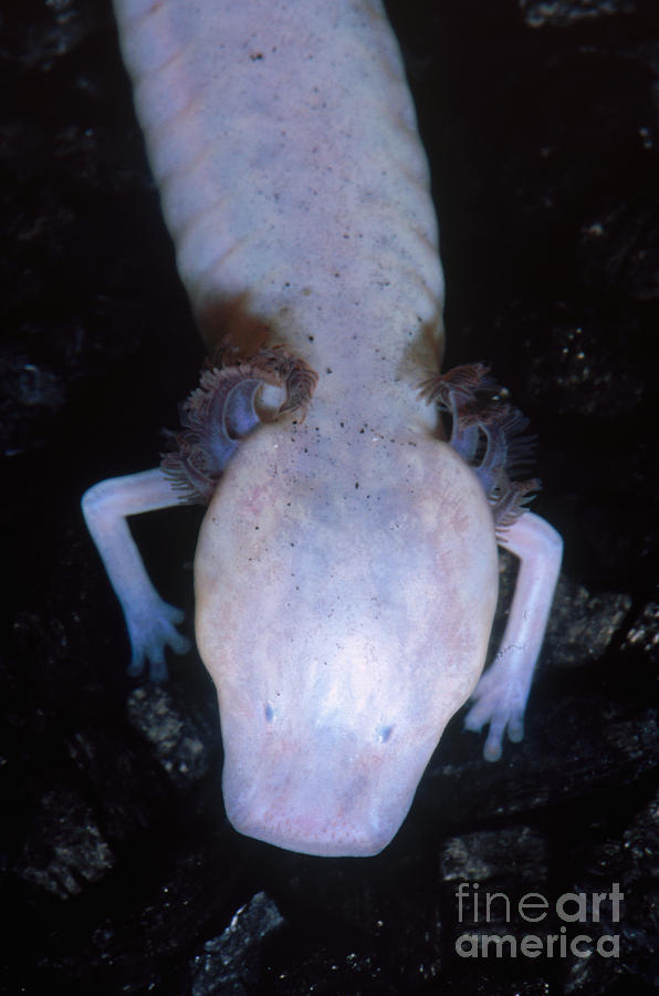 Texas Blind Salamander Eurycea Rathbuni Photograph by Dante Fenolio