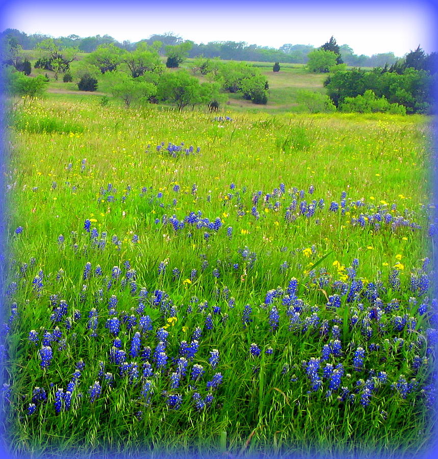 Texas Bluebonnets Photograph by Carla Parris