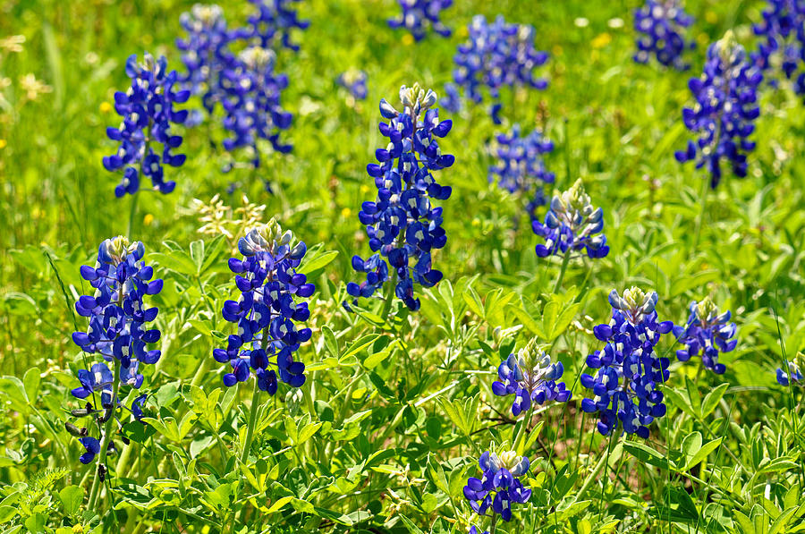 Texas Bluebonnets Photograph by Teresa Blanton