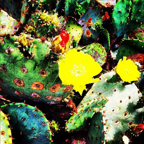 Flowers Still Life Photograph - #texas #cactus #flower Dont Touch! by Natasha Saree