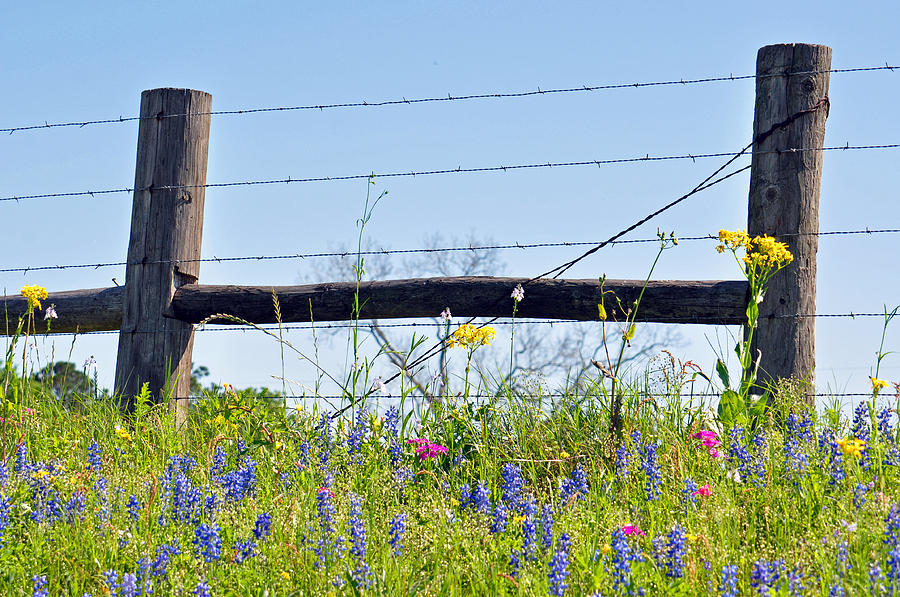 Texas Fence Posts Photograph by Teresa Blanton