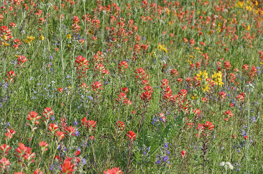 Texas Hill Country Wildflowers Photograph by Gregory Scott