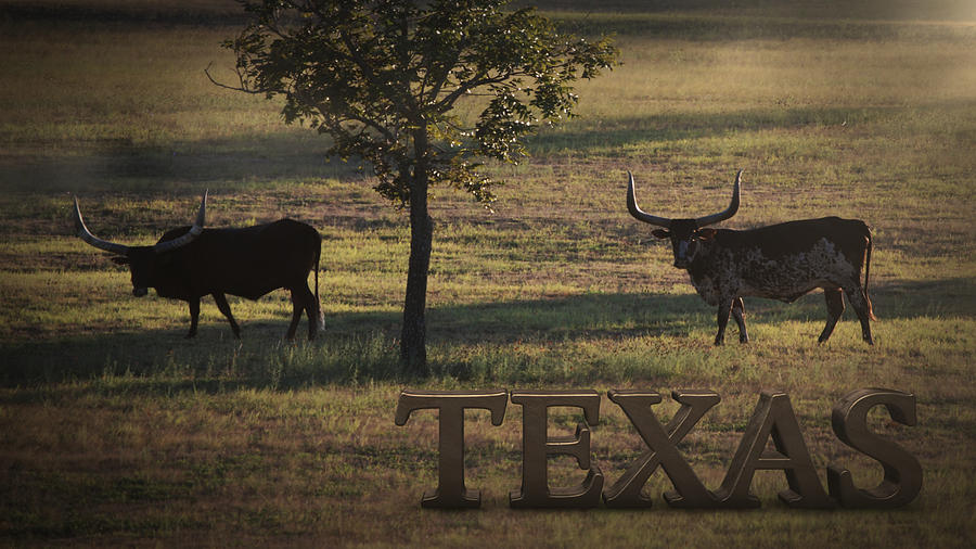 Texas Long Horn Photograph by Devin Rader | Fine Art America