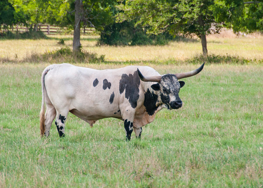 Texas Longhorn Photograph by Guy Whiteley