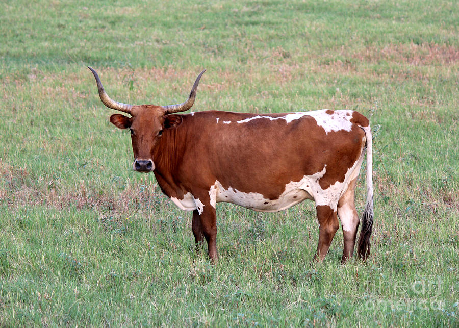 Texas Longhorn Photograph by Kathy  White