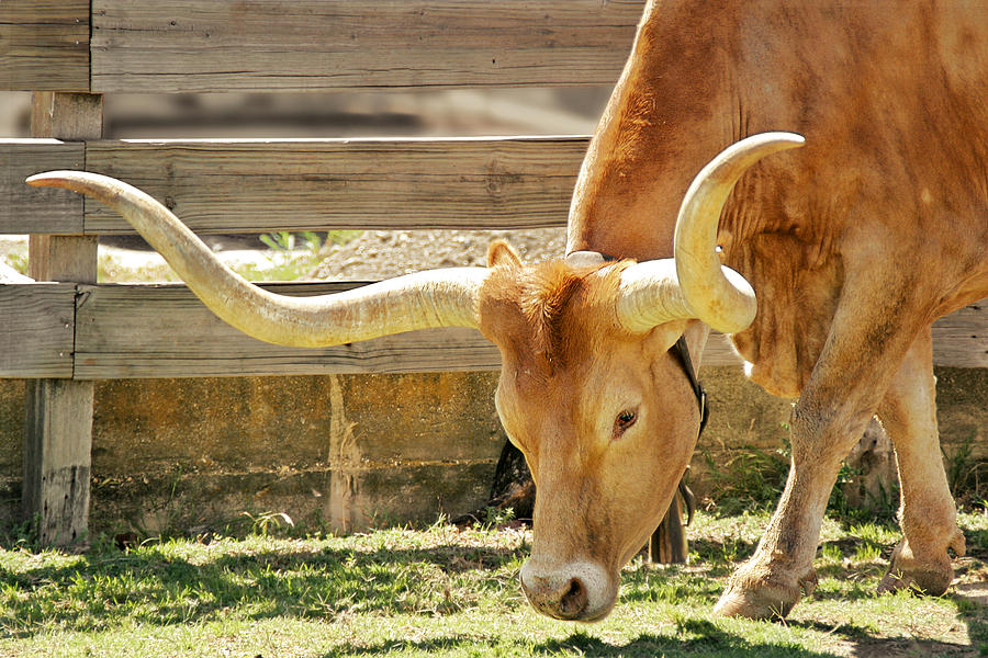 Texas Longhorns - A genetic gold mine Photograph by Alexandra Till