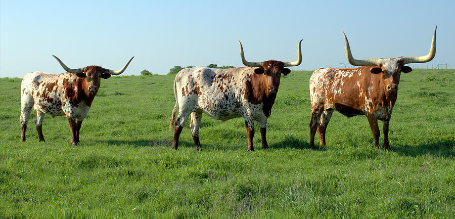 Texas Photograph - Texas Longhorns by Elizabeth Hart