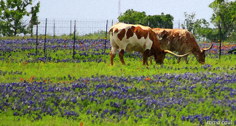 Texas Longhorns in Bluebonnets Photograph by Toma Caul