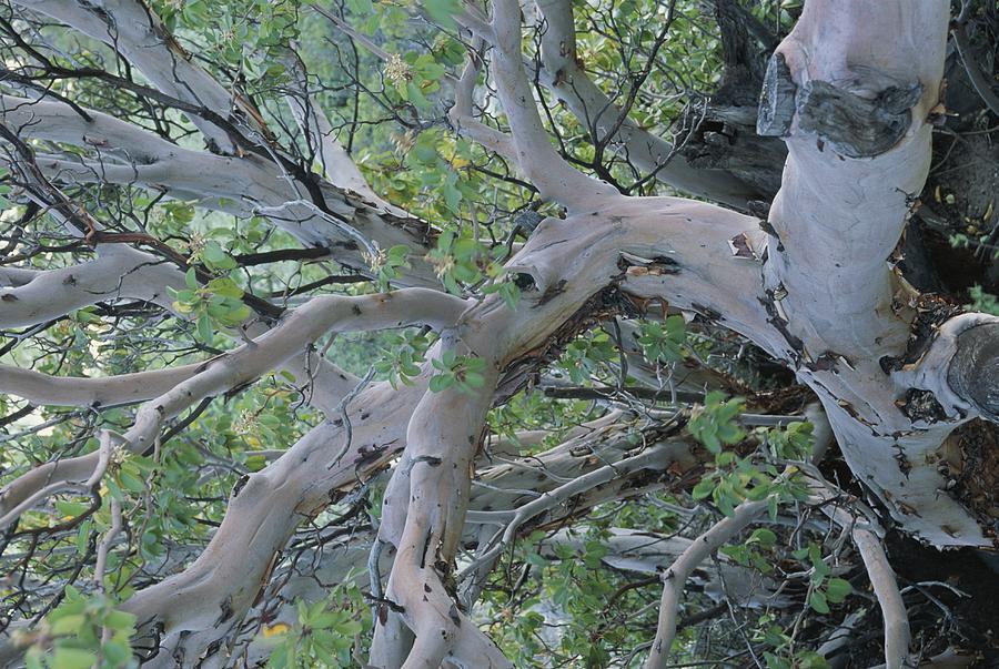 Texas Madrone Tree Limbs Photograph by Michael Melford