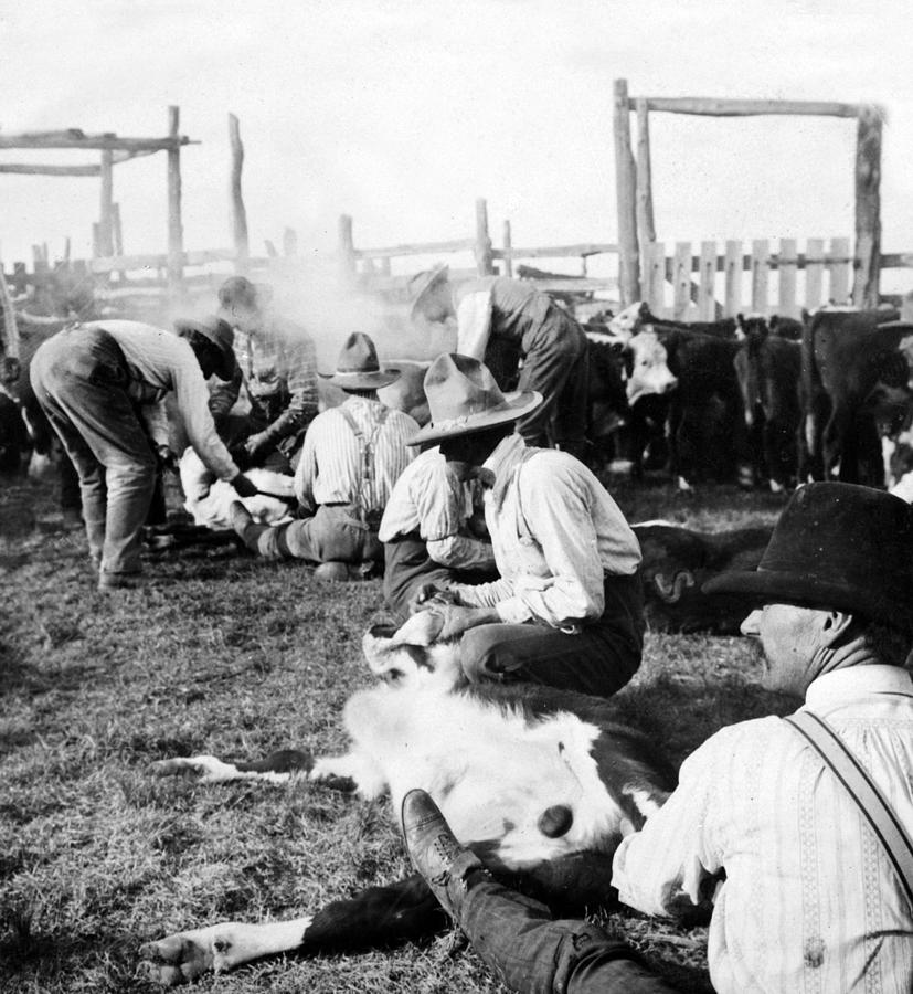 Cow Photograph - Texas Ranchers branding calves   c 1905 by International  Images