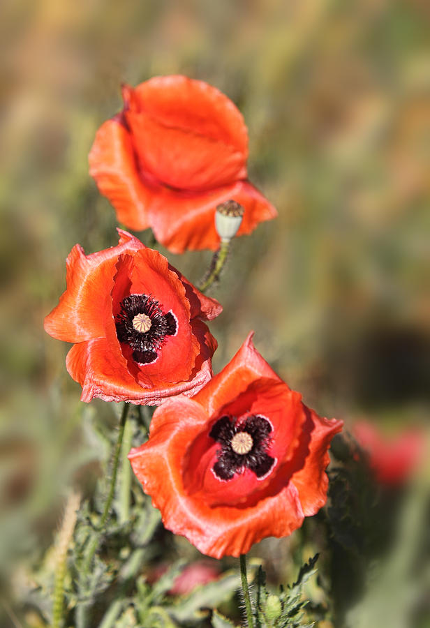 Texas Red Poppies in Field Photograph by Linda Phelps - Fine Art America