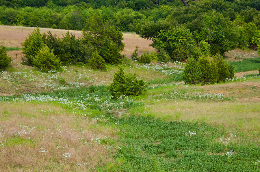 Texas Summer Meadow Photograph by Lisa Moore Fine Art America