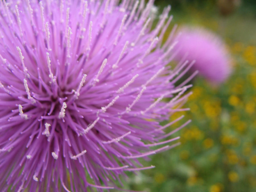 Texas Thistle Photograph by Stacy Michelle Smith