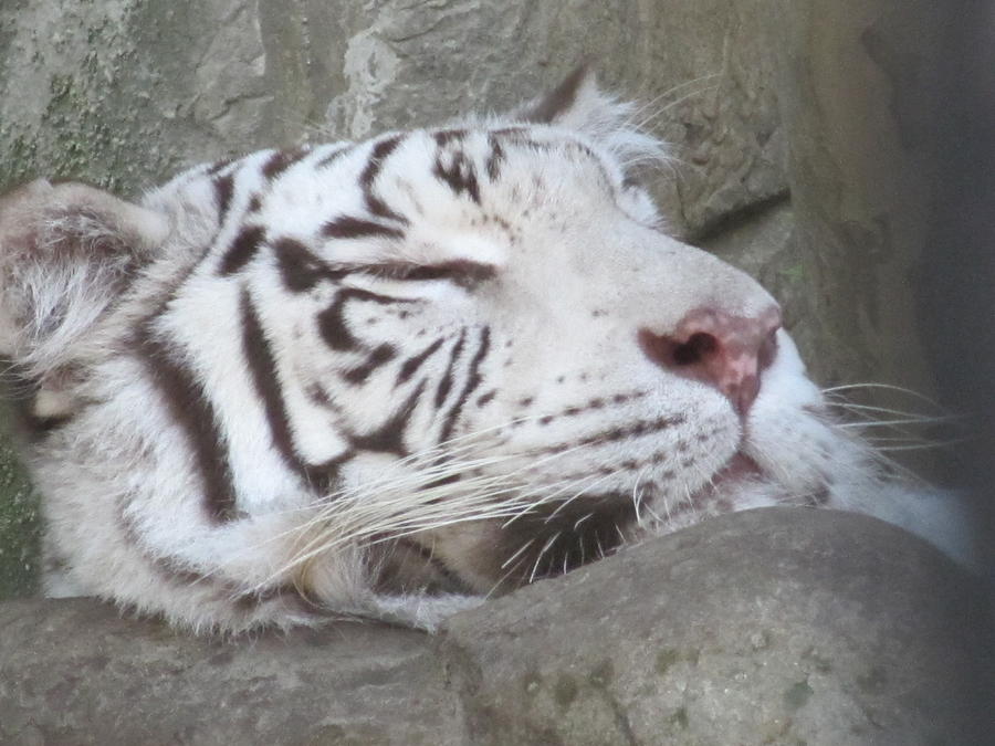 Texas White Tiger Sleeping Like A Lamb Photograph by Shawn Hughes ...