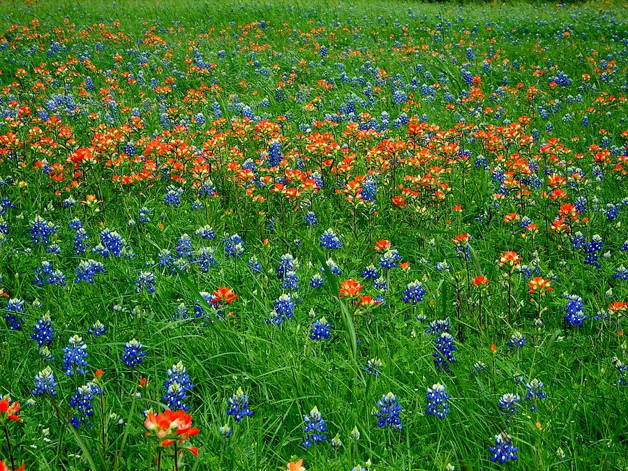 Landscape Photograph - Texas Wild Flowers by Kenneth Lim