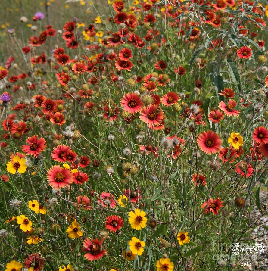 Texas Wildflowers Photograph by Terry Burgess