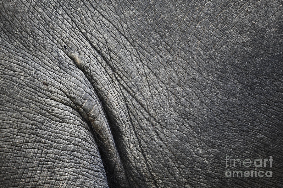 elephant textures