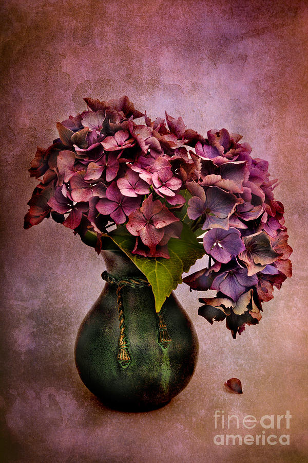 Textured Hydrangea Photograph by Ann Garrett